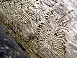 Detail of driftwood