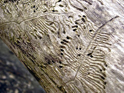 Detail of driftwood
