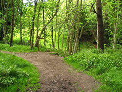 The wooded path down towards Hayburn Wyke