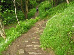 Hayburn Wyke &ndash; steep path through woodland