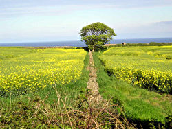 View from the path, over fields, towards the sea