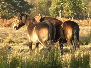 Ponies on Skipwith Common, October 2007