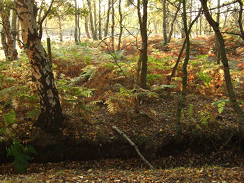 Autumn landscape, bracken and trees